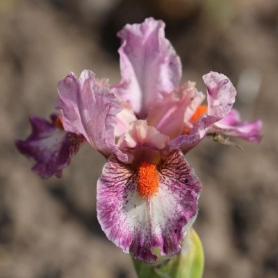 CHOIR(Thomas Johnson, R. 2015)